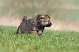 DOGUE DU TIBET 277